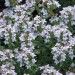 Thymus_vulgaris.jpg